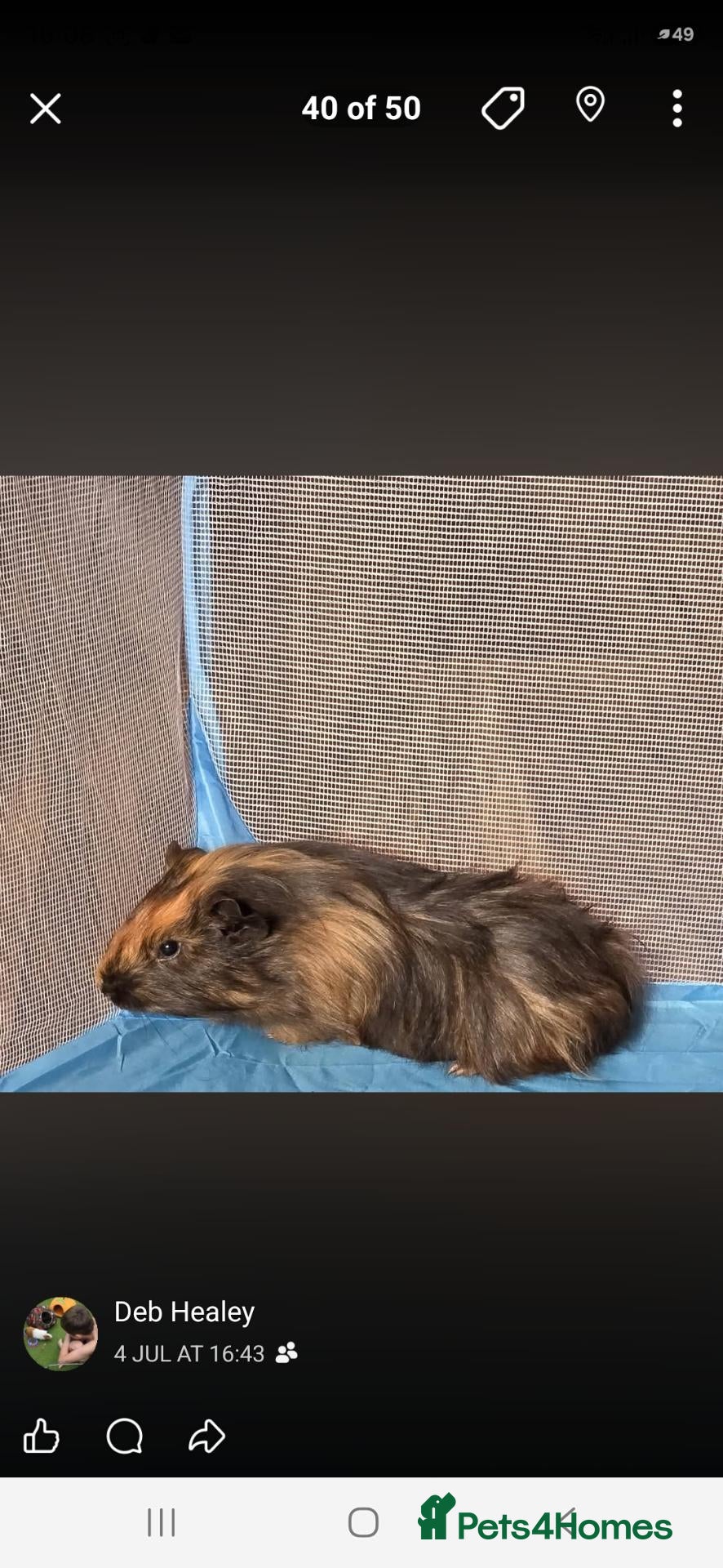 Guinea Pig rodents Approx 6 month old male long haired guinea pig  - Advert 1