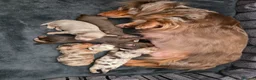 Miniature Dachshund dogs for sale: True Long Hair Minature Dachshunds - Advert 6