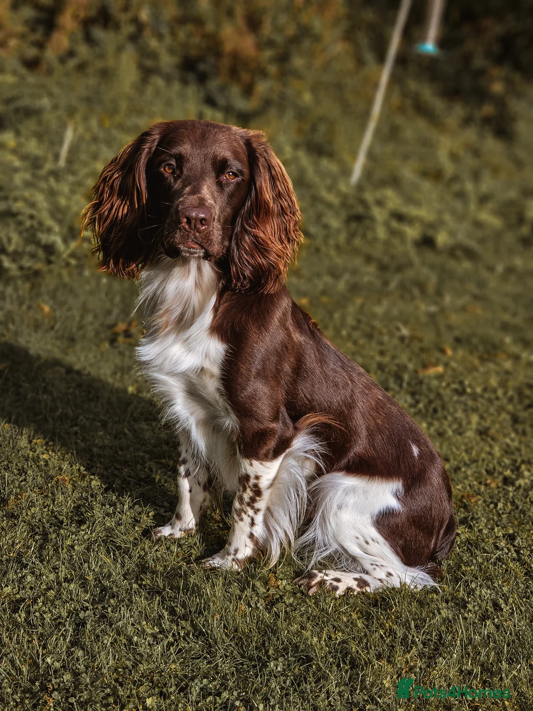 English Springer Spaniel dogs for stud: English Springer Spaniel Stud in Derby - Advert 5