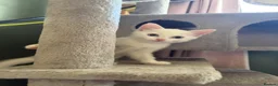 RagaMuffin cats for sale: Raggamuffin x kittens  - Advert 3