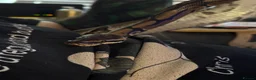 Python Snake reptiles for sale: Royal Python Brian, looking for a new home - Advert 8