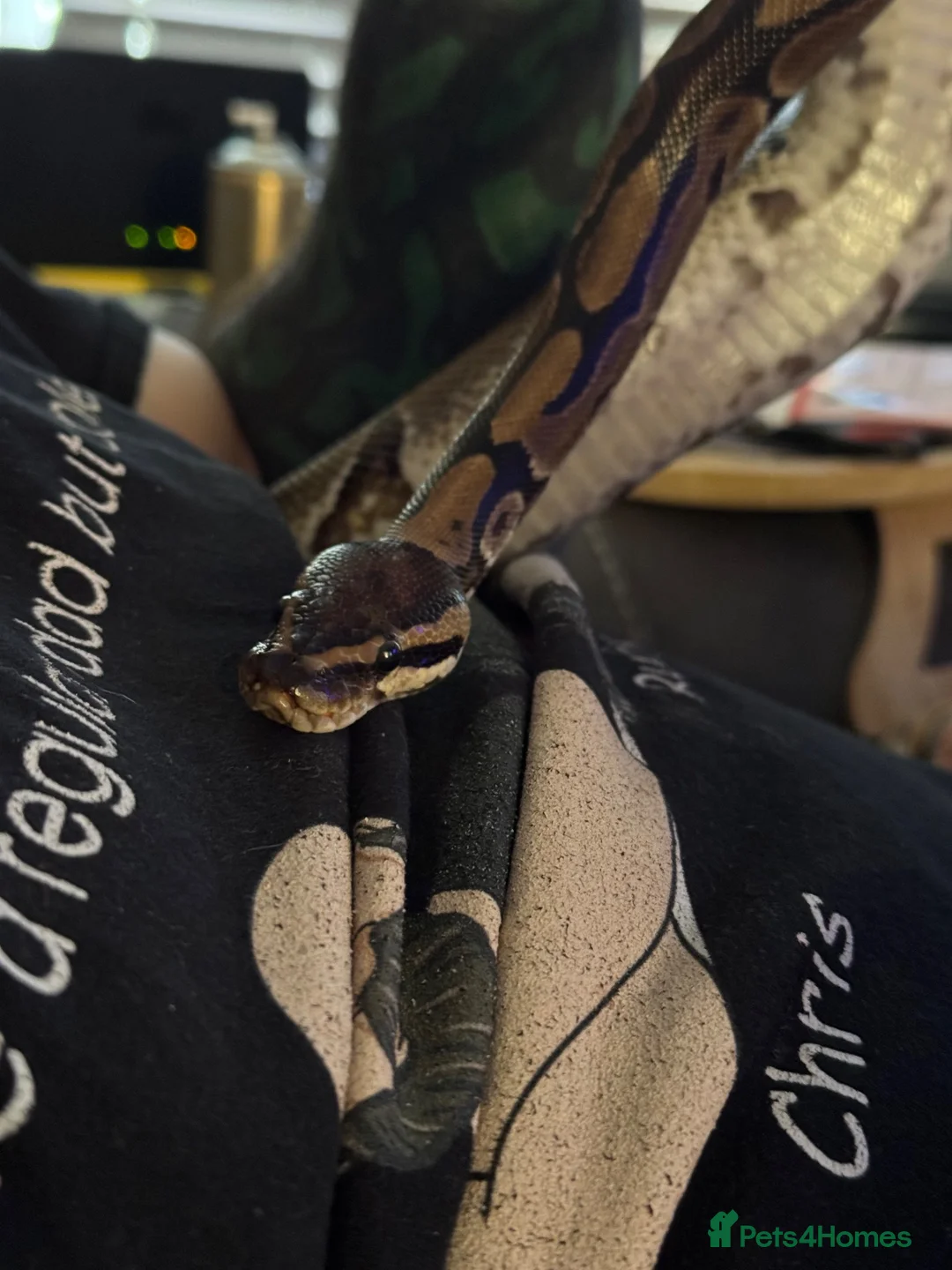 Python Snake reptiles for sale: Royal Python Brian, looking for a new home - Advert 8