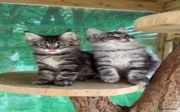 Maine Coon cats for sale: WE MAY SELL AS ACTIVE READY TO LEAVE  in Brighouse - Image 25