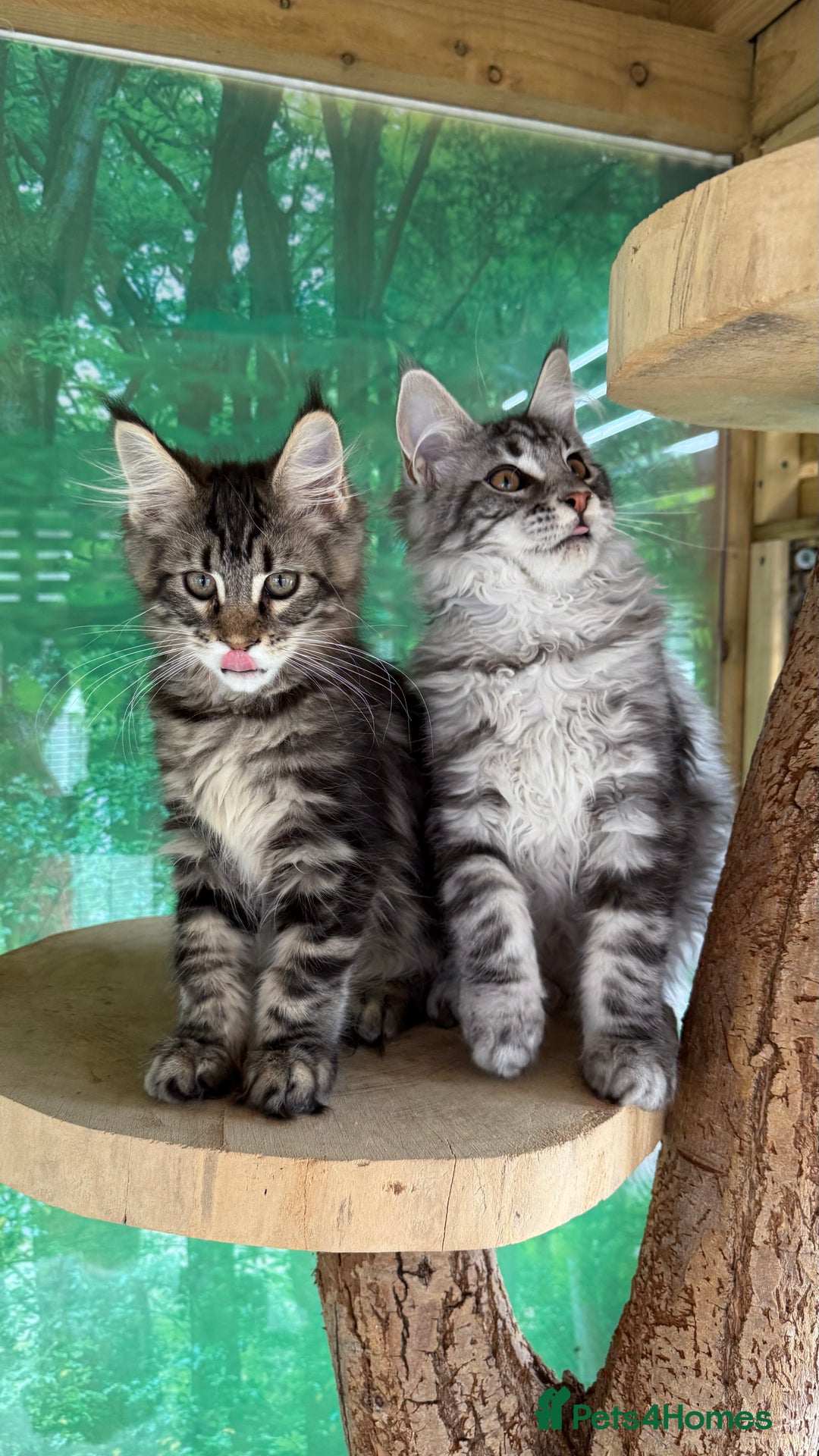 Maine Coon cats for sale: WE MAY SELL AS ACTIVE READY TO LEAVE  in Brighouse - Image 25