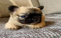 French Bulldog dogs for sale: Quality health tested/KC fluffy French bulldogs - Image 8