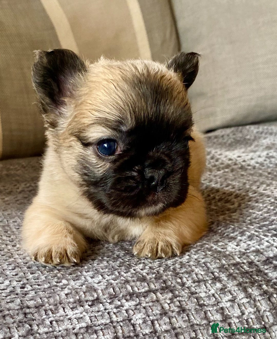 French Bulldog dogs for sale: Quality health tested/KC fluffy French bulldogs - Image 8