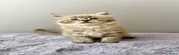 Ragdoll cats for sale: TICA registered cherubim ragdoll kittens - Advert 4