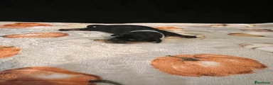 Miniature Dachshund 8