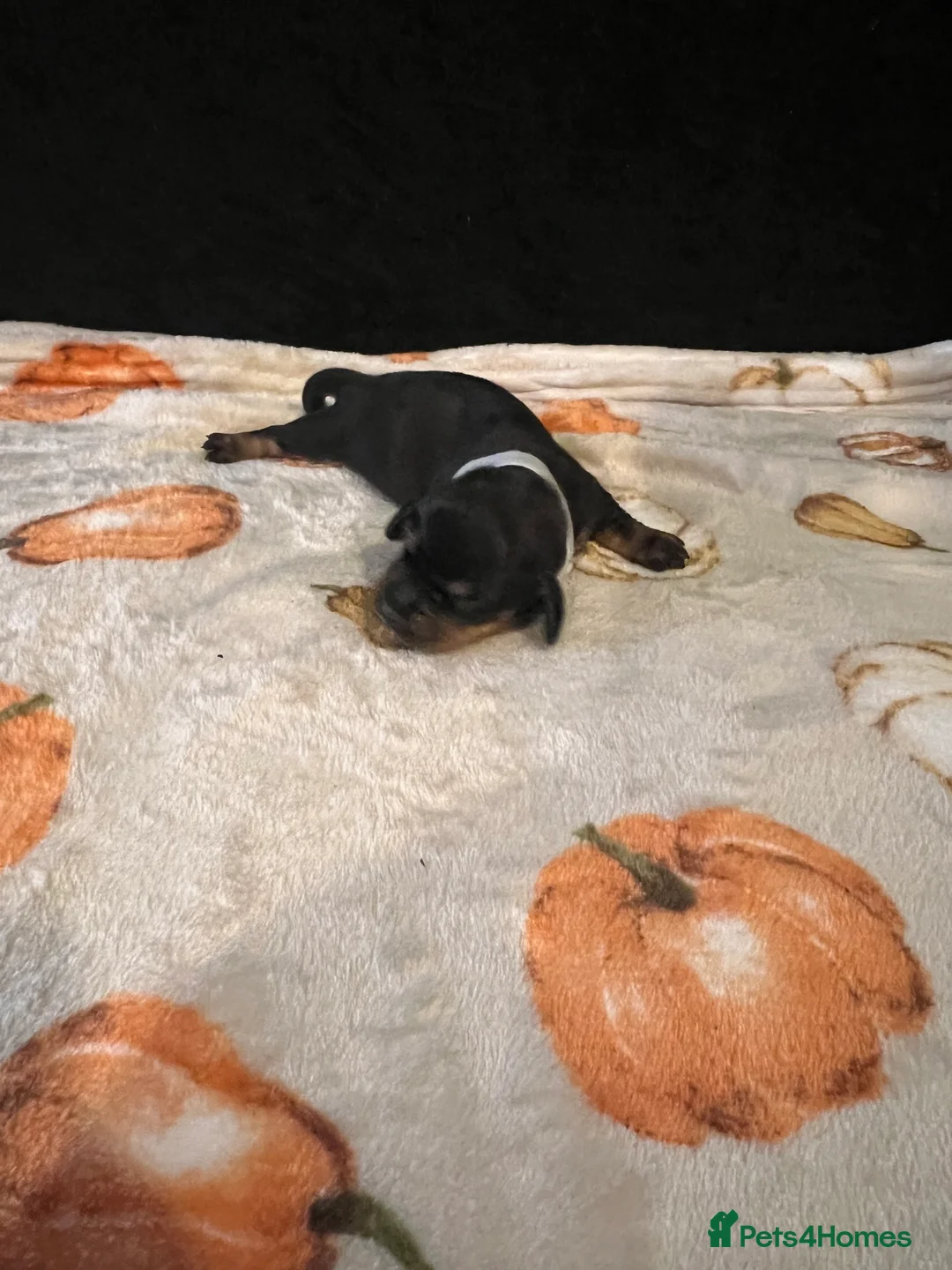 Miniature Dachshund dogs for sale: Miniature Dachshund puppy available  in Burton-on-Trent - Advert 2
