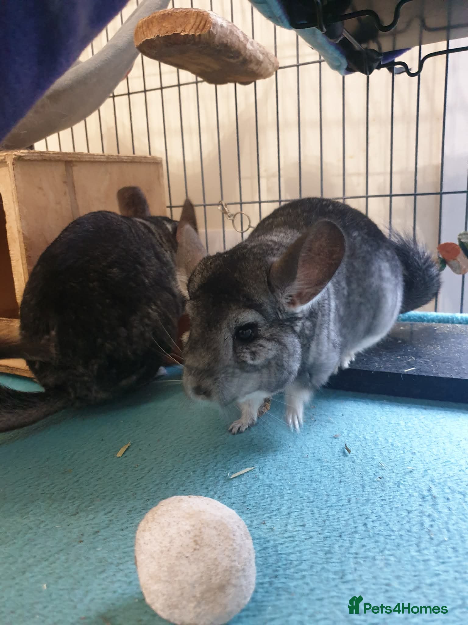 Chinchilla rodents Chinchillas need rehoming - 2 Females, 2 Males - Advert 1