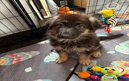 German Shepherd dogs for sale: Ready to leave kc reg big boned health tested gsd - Image 8