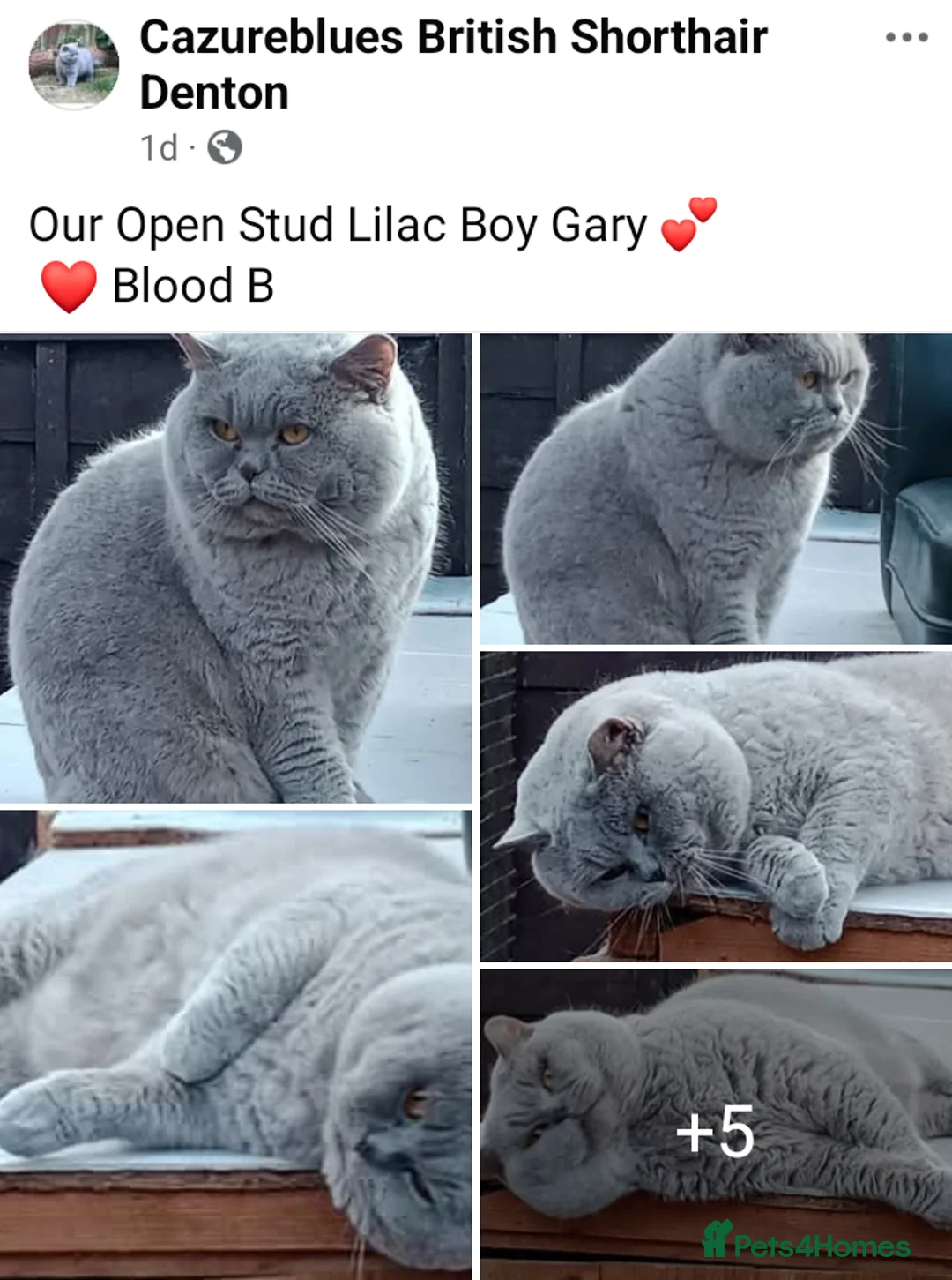 British Shorthair cats for stud: GCCF TICA STUDS  in Manchester - Advert 3