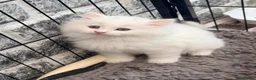 Persian cats for sale: 4 beautiful Persian x kittens, ready now - Advert 14