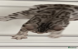 Bengal cats for sale: Bengal cross male kitten - Image 2