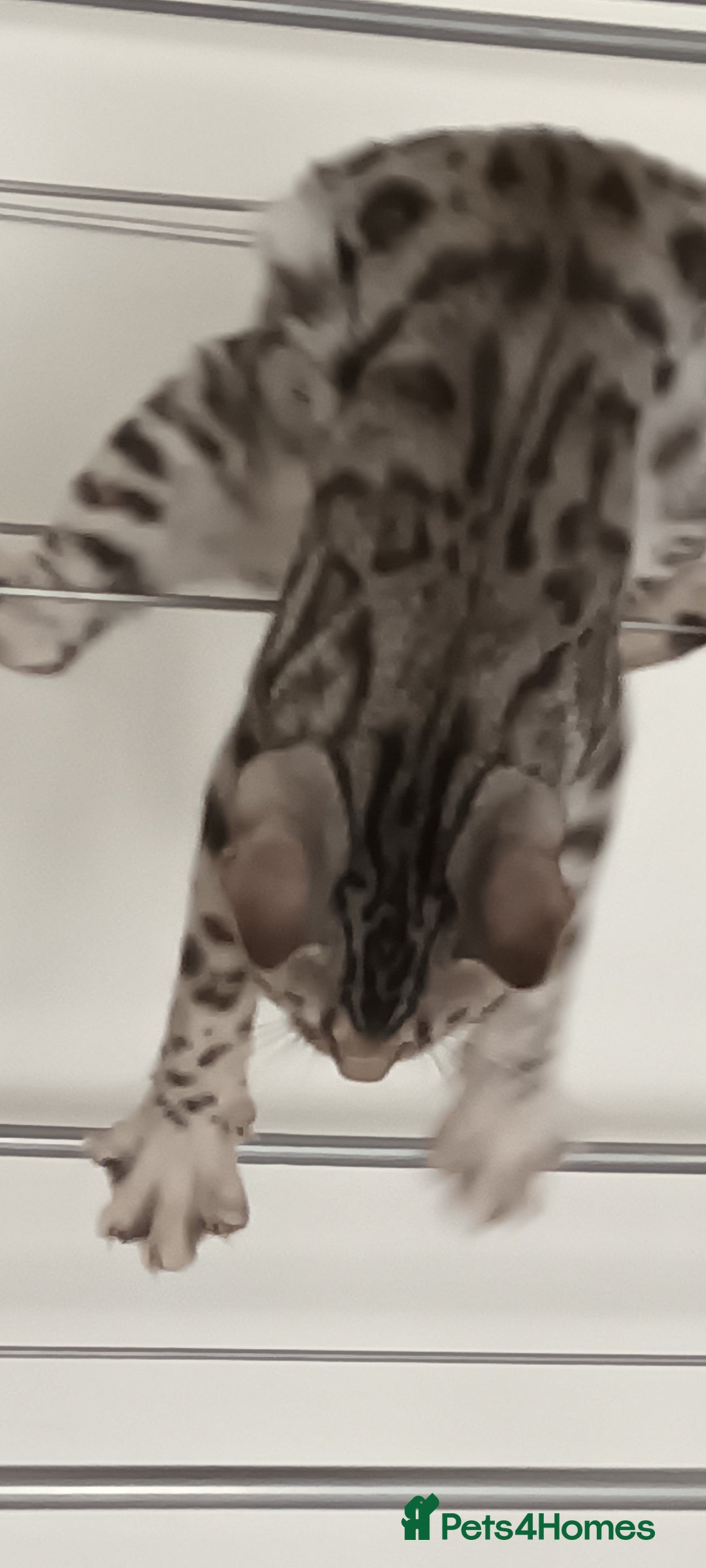 Bengal cats for sale: Bengal cross male kitten - Image 2