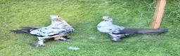 Pigeons birds for sale: Top Quality Strong Breeding Pair – Vaccinated - Advert 4
