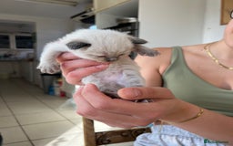 Ragdoll cats for sale: 💖Purebred Beautiful Chocolate Ragdoll Kittens.💖 - Image 10