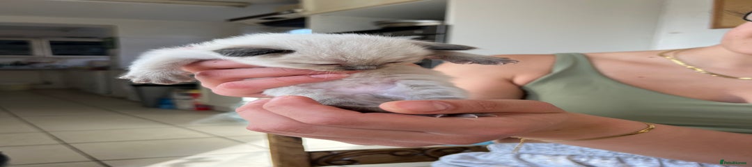 Ragdoll Kitten 3