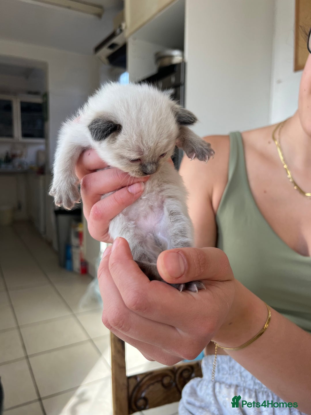 Ragdoll cats for sale: 💖Purebred Beautiful Chocolate Ragdoll Kittens.💖 - Image 10