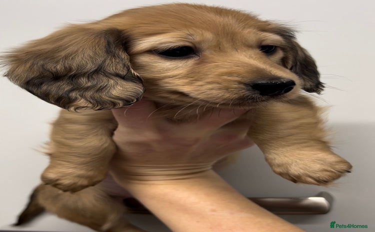 Miniature Dachshund dogs in Portsmouth - Advert 9