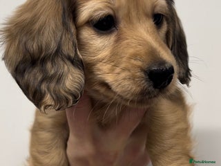 Miniature Dachshund dogs in Portsmouth - Advert 22