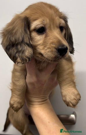 Miniature Dachshund dogs in Portsmouth - Advert 9