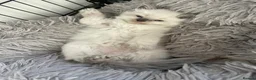 Ragdoll cats for sale: Kittens  - Advert 4