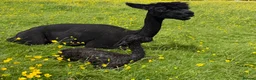 Alpaca livestock for sale: Pedigree female and cria - Advert 3
