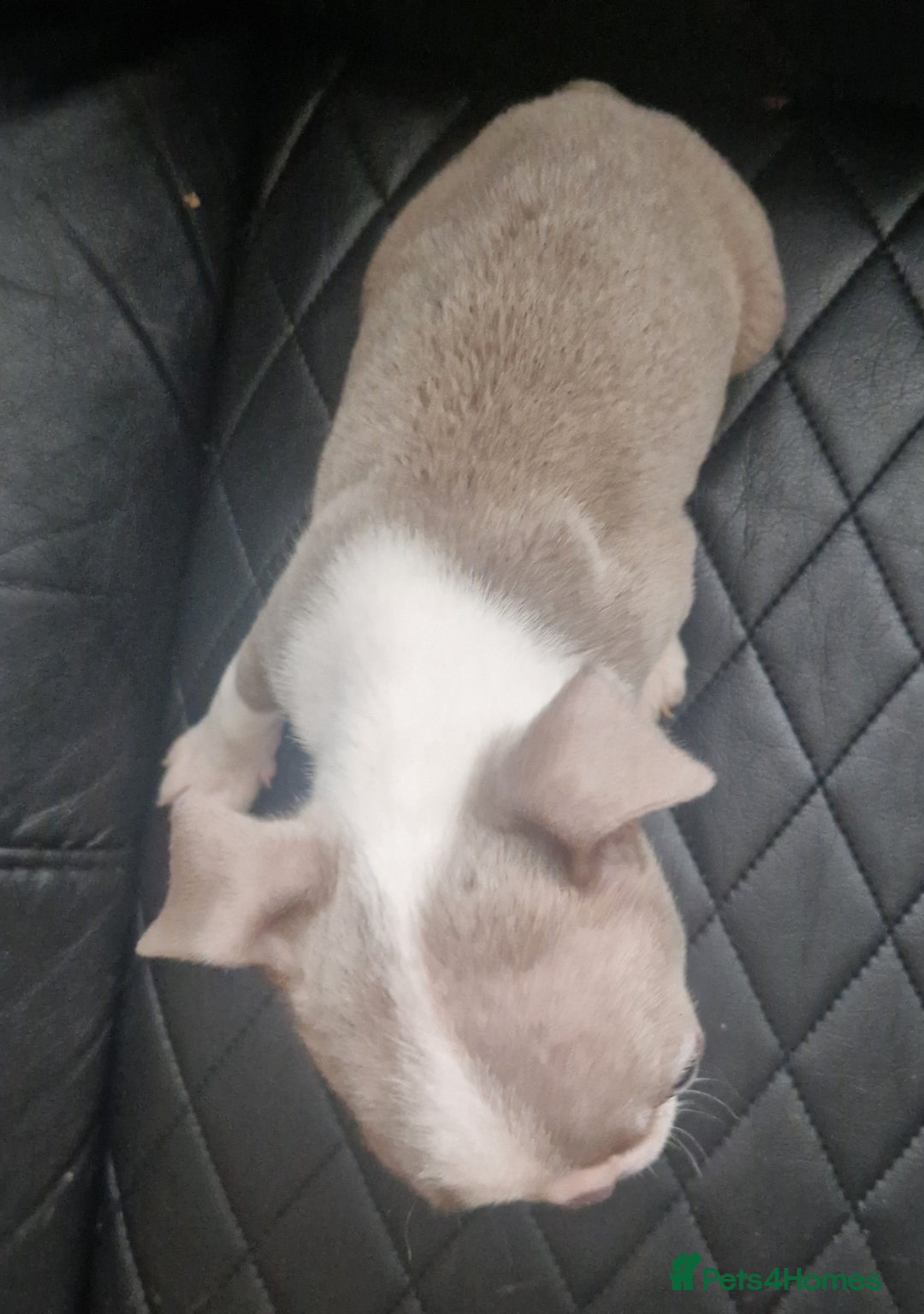 Boston Terrier dogs for sale: Stunning Champagne boston bitch for sale  - Advert 3