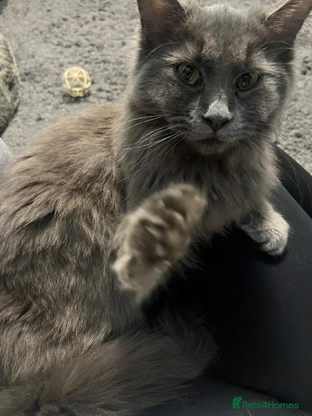 Mixed Breed cats for sale: Maine coon mix  - Advert 2