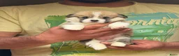 Welsh Corgi Pembroke dogs for sale: Champion Sired Corgi Pembroke puppies available  - Advert 15