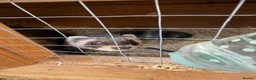 Ferret rodents for sale: 8 ferrets for sale  - Advert 5