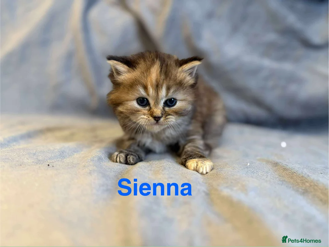 Persian cats for sale: **SOLD** Stunning litter of five female Perdolls - Advert 28