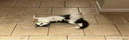 Ragdoll cats for sale: Male ragdoll x BSH 11months - Advert 2