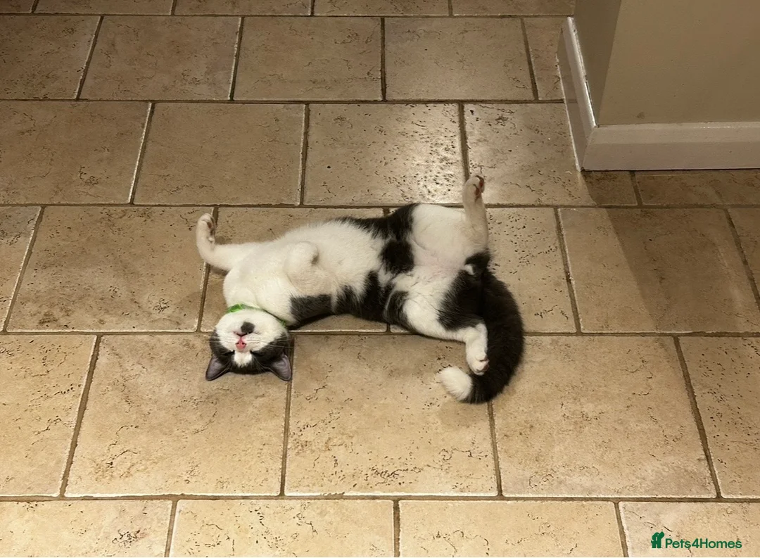 Ragdoll cats for sale: Male ragdoll x BSH 11months - Advert 2