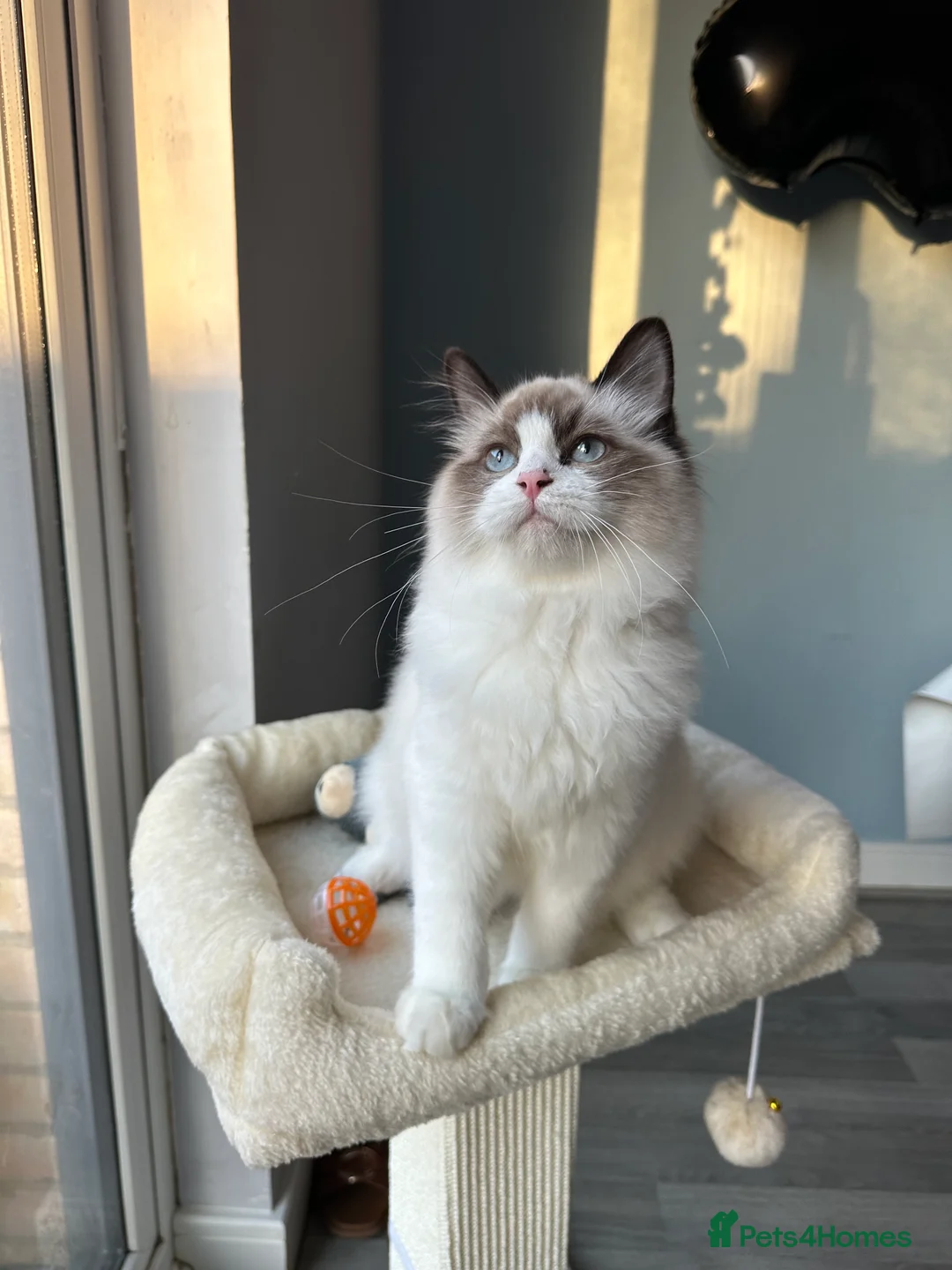 Ragdoll cats for sale:  ACTIVE CAT OR pet TICA Registered Ragdoll Kittens - Advert 36