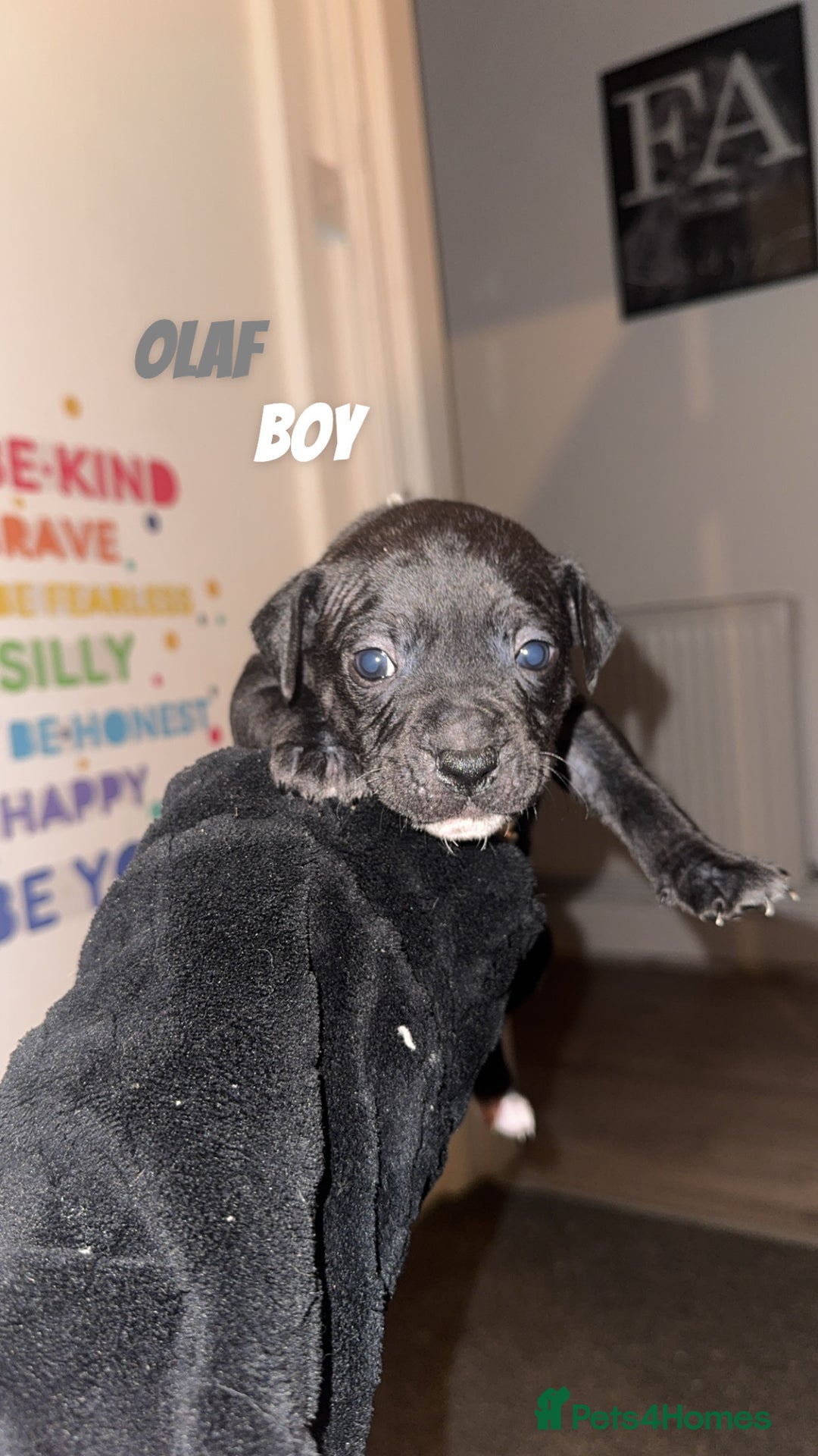 Mixed Breed dogs for sale: 7 Beautiful Staffys left - Advert 5