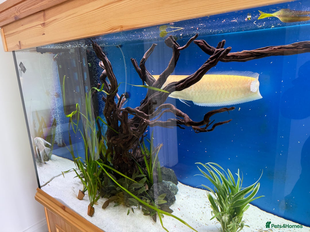 Cichlids fish for sale: Albino Arowana - Image 9