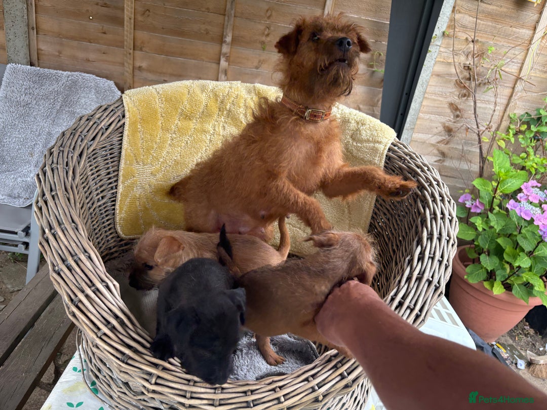 Mixed Breed dogs for sale: Working Lakeland x Patterdale  - Image 1