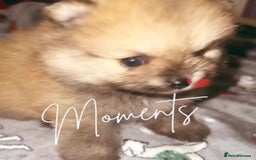 Pomeranian dogs for sale: 🎄🎅CHRISTMAS SPECIAL SMALL SKY🩵BLUE 👀 POMS - Image 17