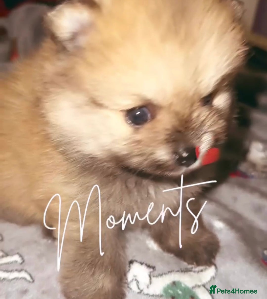 Pomeranian dogs for sale: 🎄🎅CHRISTMAS SPECIAL SMALL SKY🩵BLUE 👀 POMS - Image 17