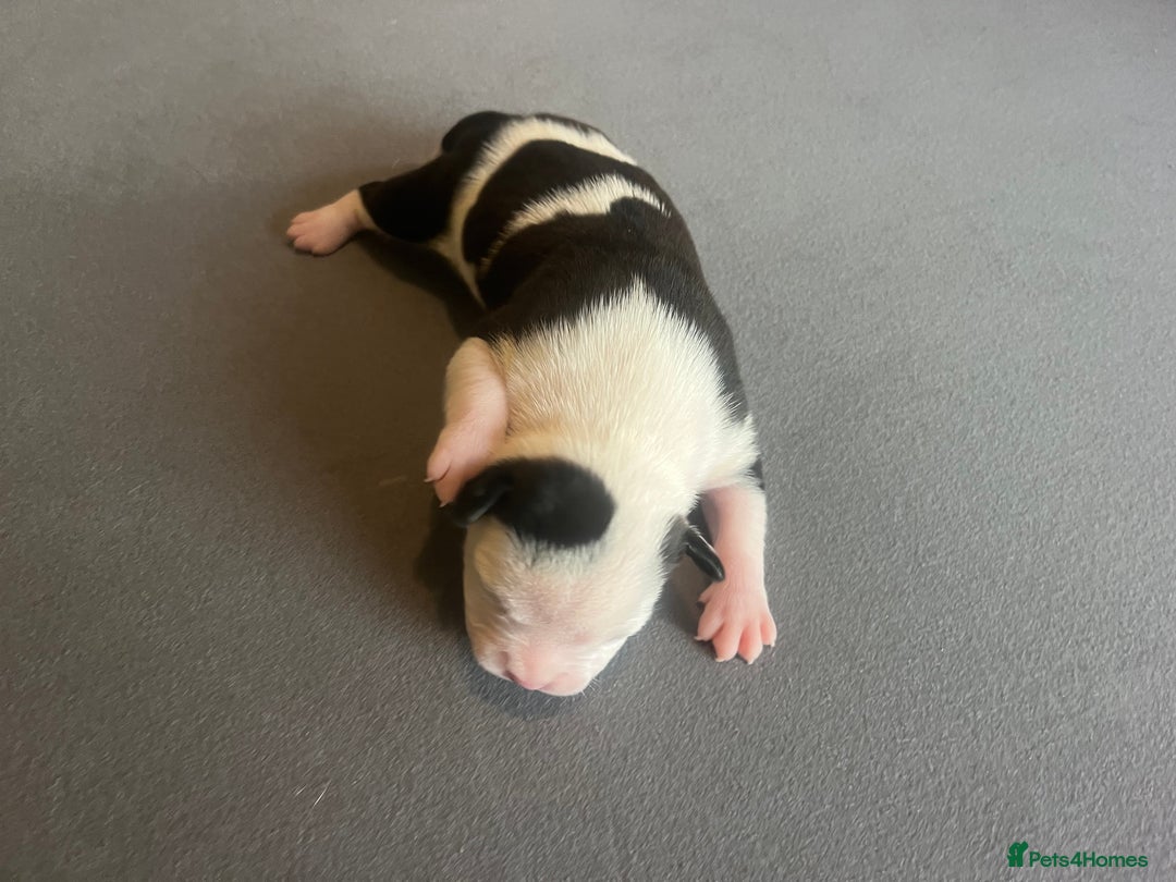 Mixed Breed dogs for sale: StaffyXAmerican bulldog puppies  - Image 33