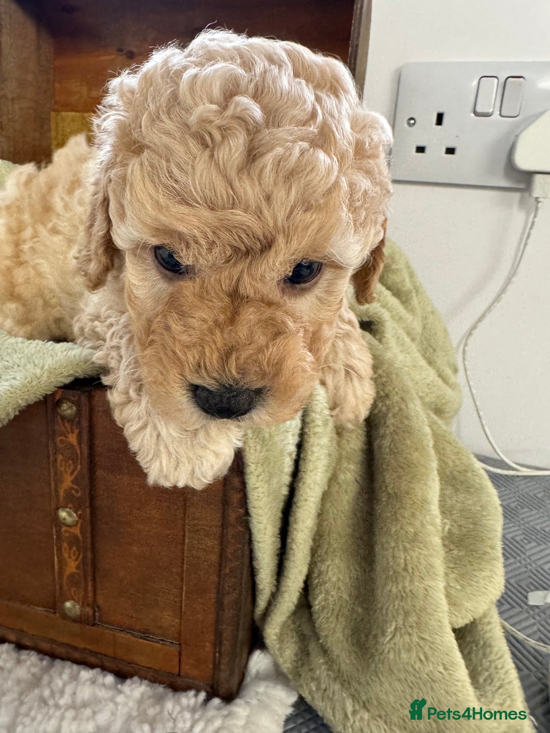 Cavapoochon dogs for sale: F1b Cavapoochon  - Image 28