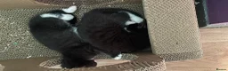 Mixed Breed cats for sale: Kittens looking for forever homes - Advert 24
