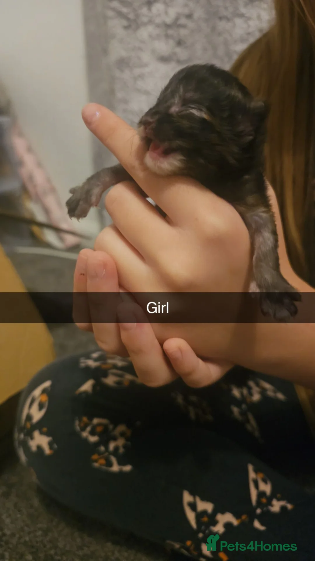 Mixed Breed cats for sale: 2 beautiful kittens  - Advert 3