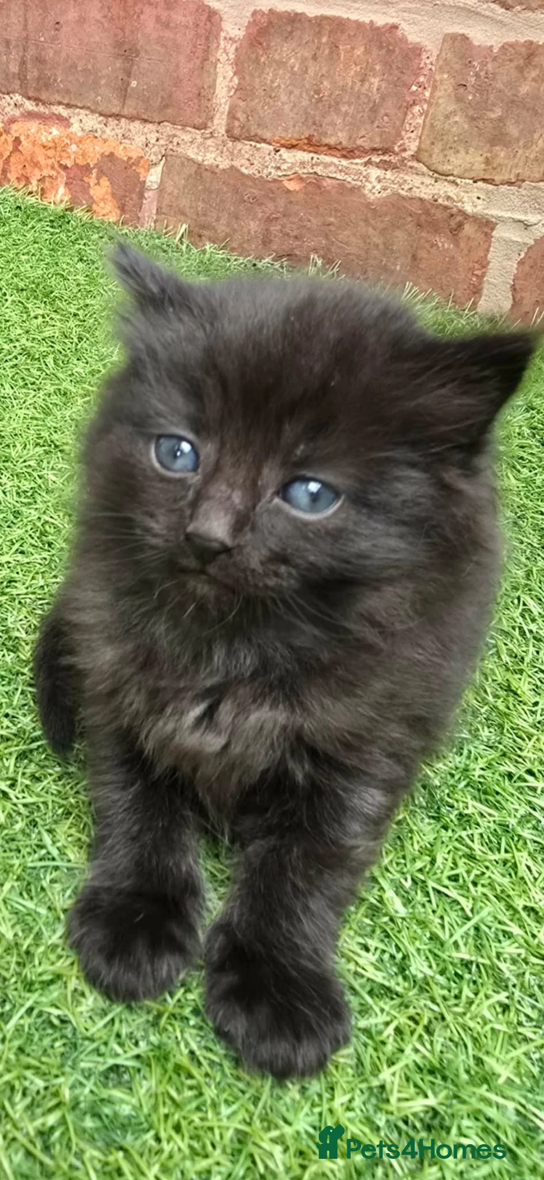 Mixed Breed cats for sale: cute fluffy kittens - Advert 2