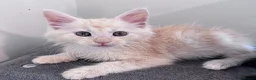 Maine Coon cats for sale: Big Ears & Fluffy Coats – Maine Coon Kittens  - Advert 32