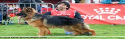 German Shepherd dogs for sale: Outstanding German import long coat male available - Advert 3