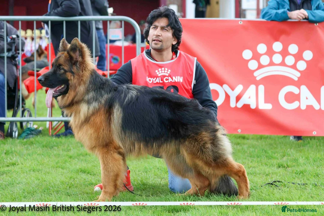 German Shepherd dogs for sale: Outstanding German import long coat male available - Advert 3