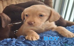 Labrador Retriever dogs for sale: Labrador Pups - Image 2